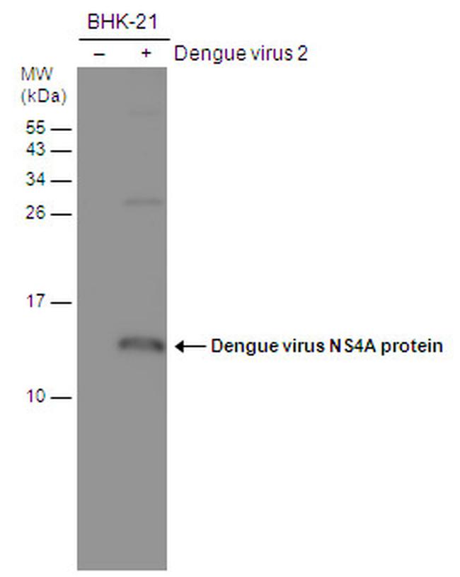 Dengue Virus Type 2 NS4A Antibody in Western Blot (WB)