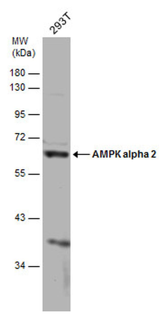 AMPK alpha 2 Antibody in Western Blot (WB)