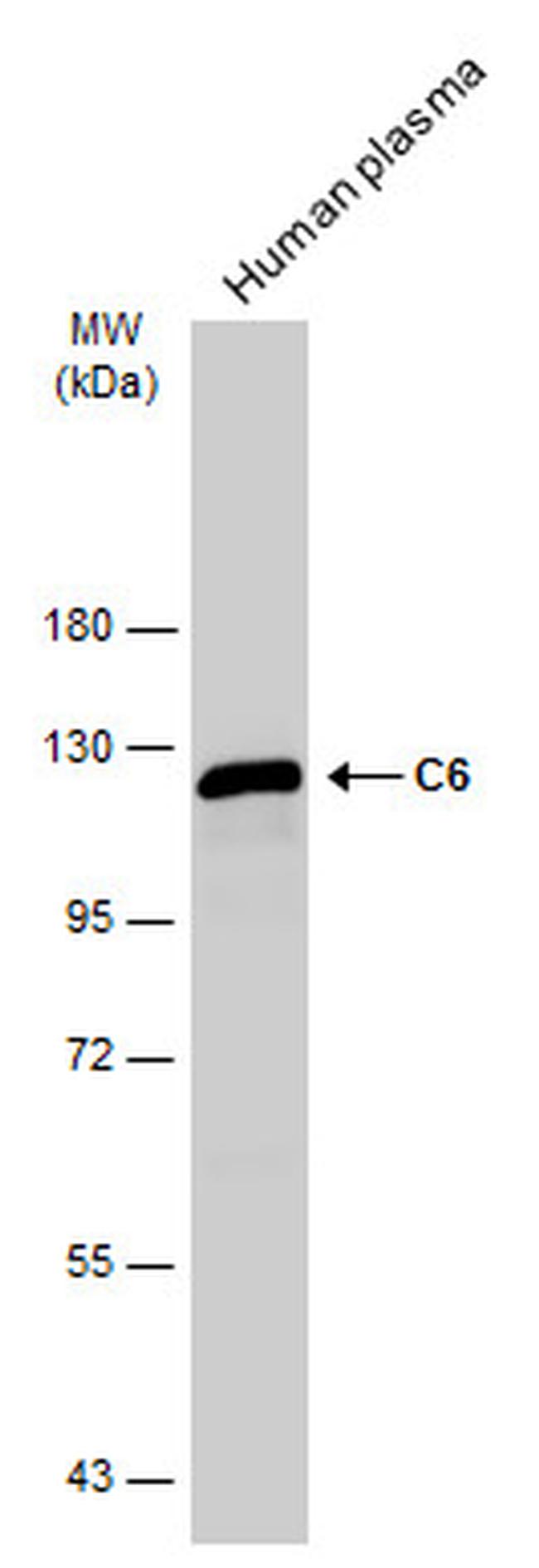C6 Antibody in Western Blot (WB)