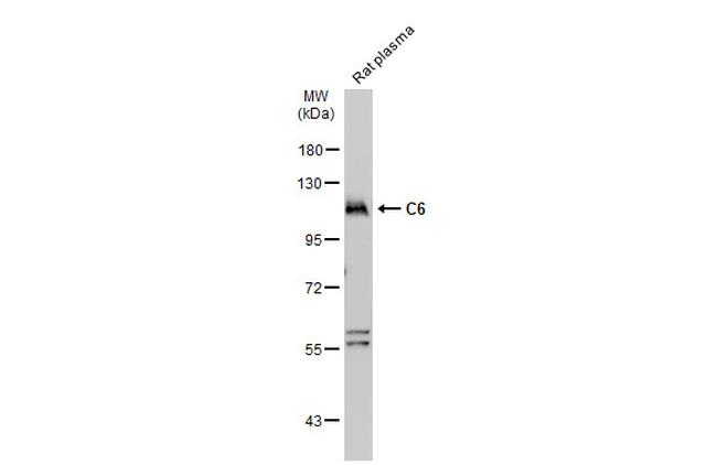 C6 Antibody in Western Blot (WB)