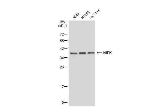 NIFK Antibody in Western Blot (WB)