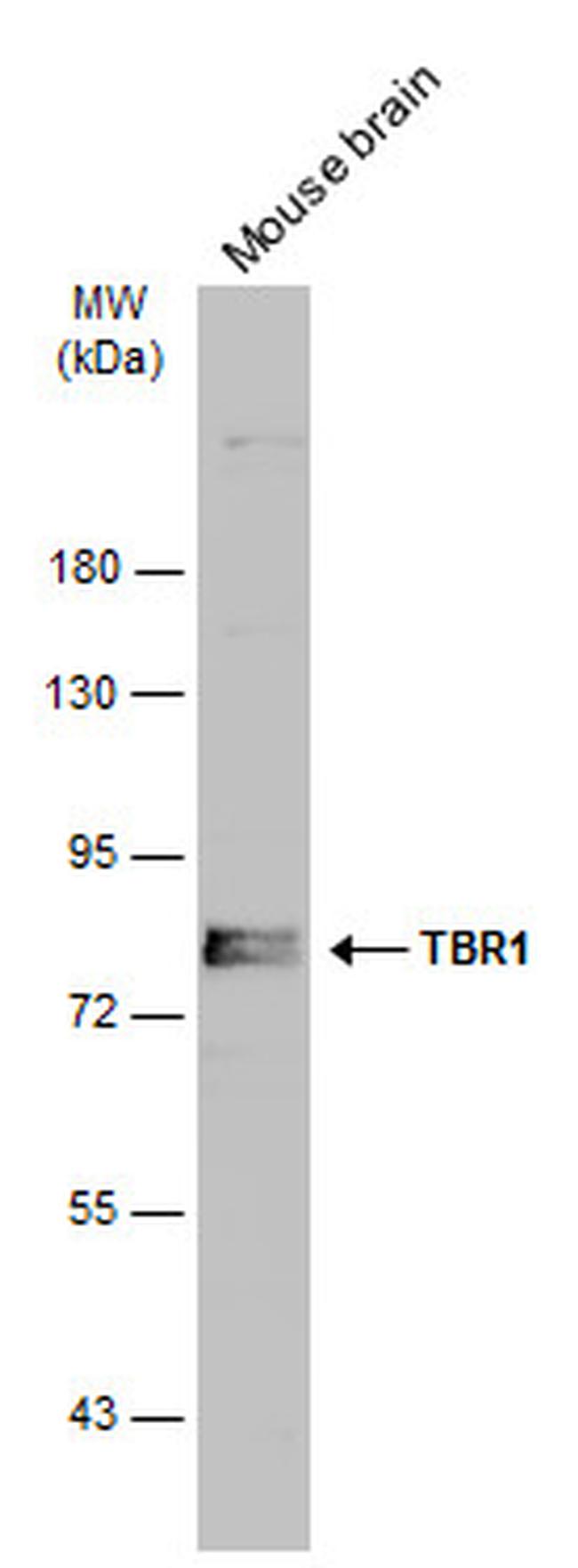 TBR1 Antibody in Western Blot (WB)