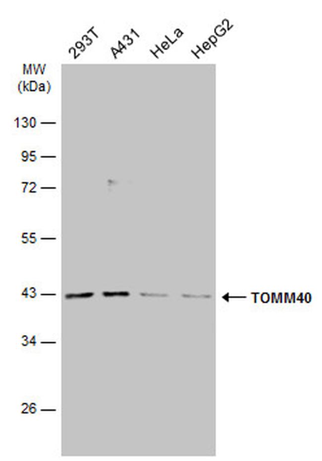 TOMM40 Antibody in Western Blot (WB)