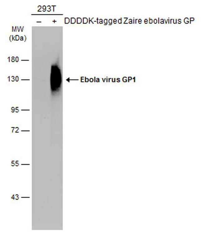 Ebola Virus GP1 Antibody in Western Blot (WB)