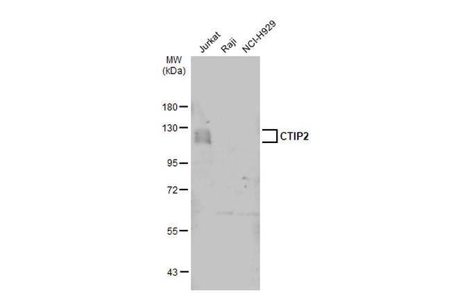 BCL11B Antibody in Western Blot (WB)