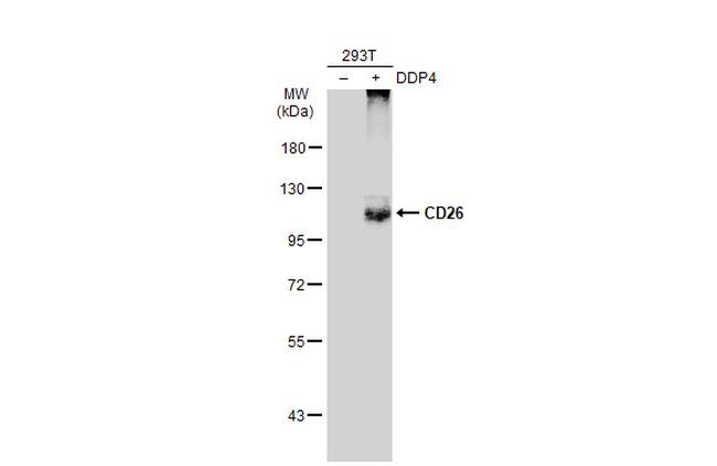 CD26 Antibody in Western Blot (WB)