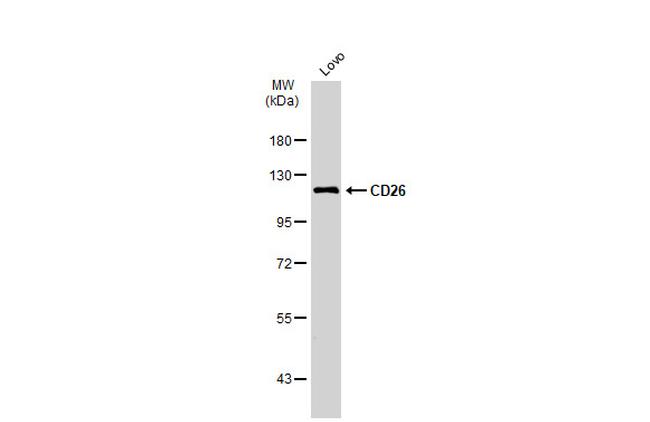 CD26 Antibody in Western Blot (WB)