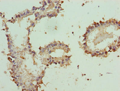 PLP1 Antibody in Immunohistochemistry (Paraffin) (IHC (P))