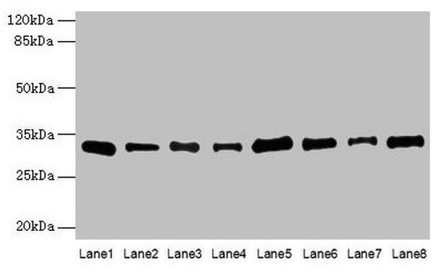 PLP1 Antibody in Western Blot (WB)