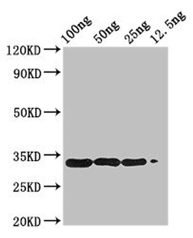 Betula pendula BETVIA Antibody in Western Blot (WB)