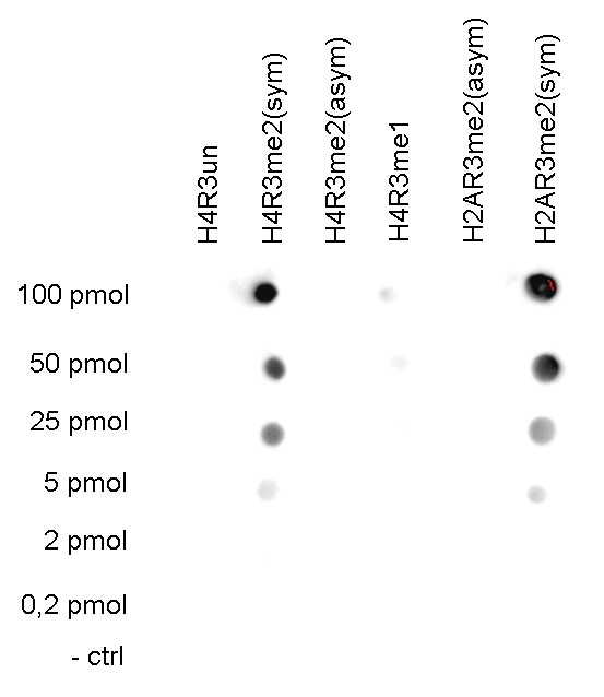 H4R3me2s Antibody in Dot Blot (DB)