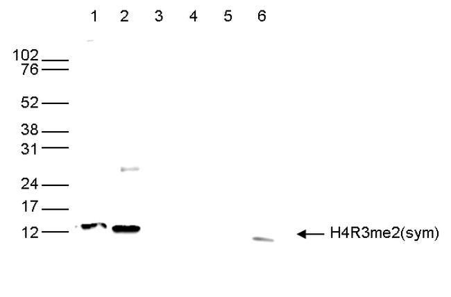 H4R3me2s Antibody in Western Blot (WB)