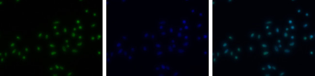 Phospho-Histone H3 (Thr11) Antibody in Immunocytochemistry (ICC/IF)