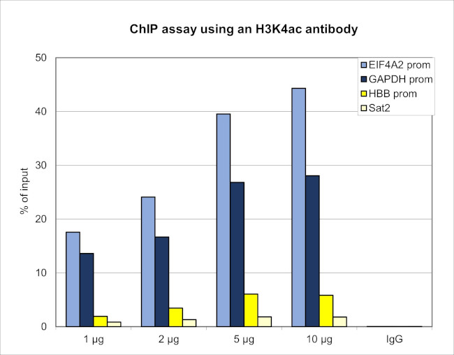 H3K4ac Antibody in ChIP Assay (ChIP)