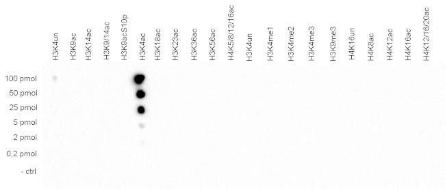 H3K4ac Antibody in Dot Blot (DB)