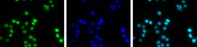 H3K4ac Antibody in Immunocytochemistry (ICC/IF)