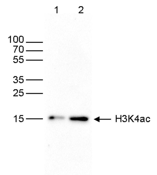 H3K4ac Antibody in Western Blot (WB)