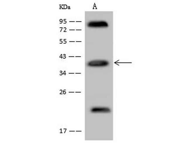 Apolipoprotein L2 Antibody in Western Blot (WB)