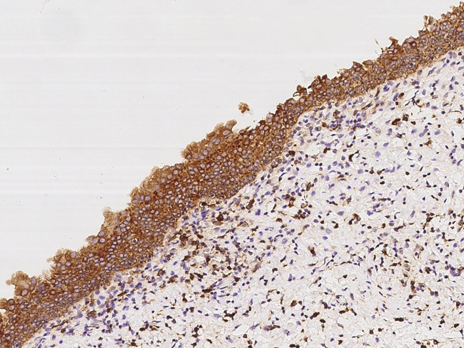 Apolipoprotein L2 Antibody in Immunohistochemistry (Paraffin) (IHC (P))