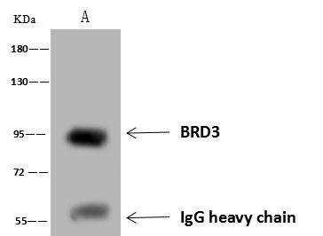 BRD3 Antibody in Immunoprecipitation (IP)