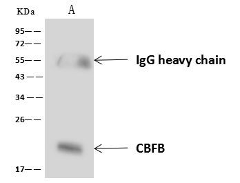 CBF beta Antibody in Immunoprecipitation (IP)