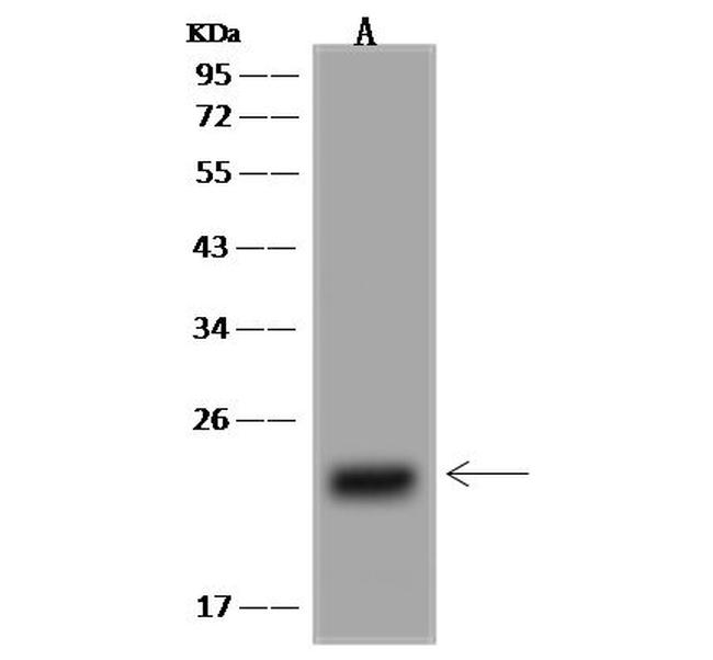 CBF beta Antibody in Western Blot (WB)