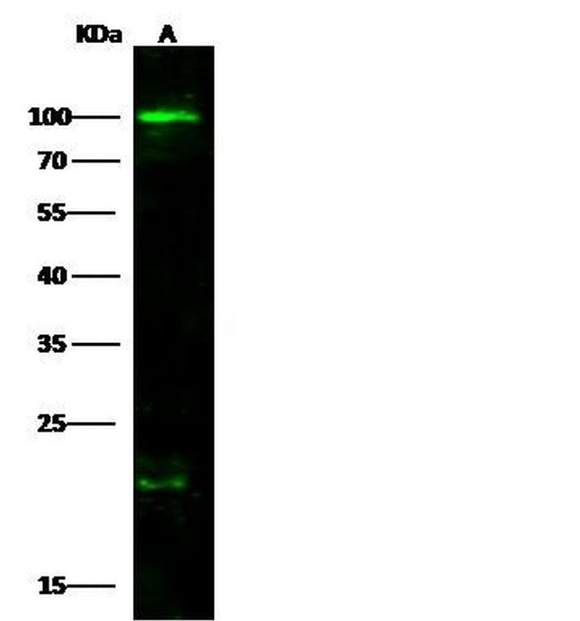 CD86 Antibody in Western Blot (WB)