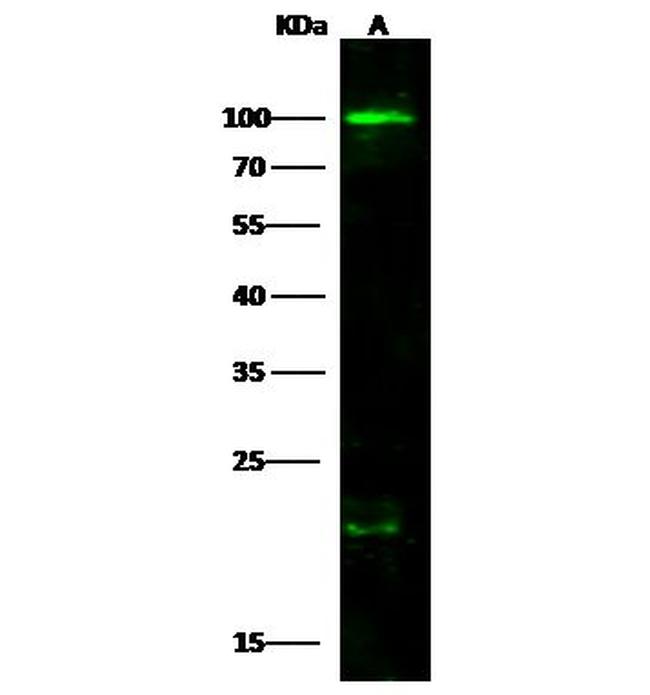 CD86 Antibody in Western Blot (WB)