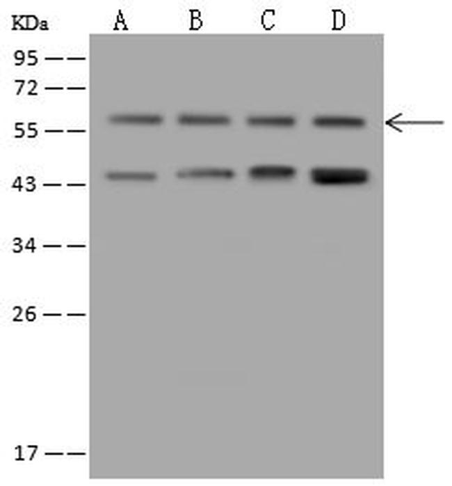 CSK Antibody in Western Blot (WB)