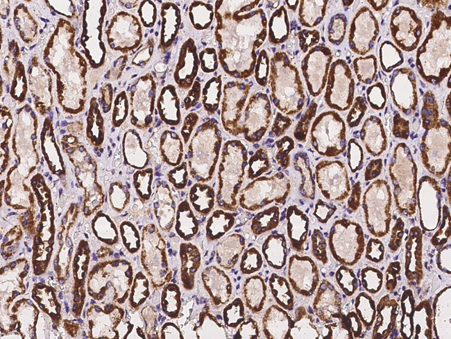 CYB5R1 Antibody in Immunohistochemistry (Paraffin) (IHC (P))