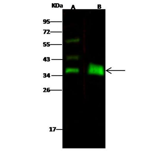 EpCAM Antibody in Western Blot (WB)