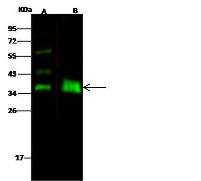 EpCAM Antibody in Western Blot (WB)