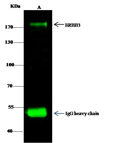 ErbB3 Antibody in Immunoprecipitation (IP)