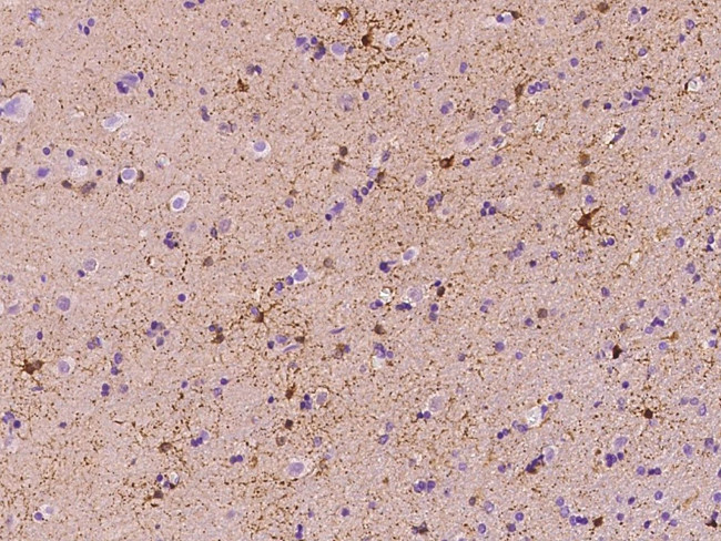 FABP7 Antibody in Immunohistochemistry (Paraffin) (IHC (P))