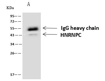 hnRNP C Antibody in Immunoprecipitation (IP)