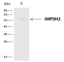 IMPDH2 Antibody in Immunoprecipitation (IP)