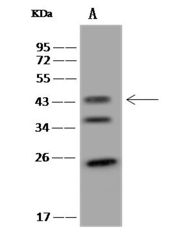 LIAS Antibody in Western Blot (WB)