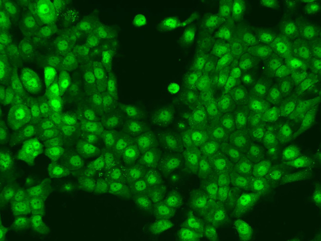 LTA4H Antibody in Immunocytochemistry (ICC/IF)