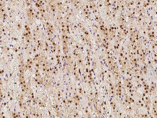 LTA4H Antibody in Immunohistochemistry (Paraffin) (IHC (P))