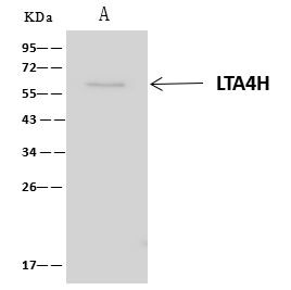 LTA4H Antibody in Immunoprecipitation (IP)