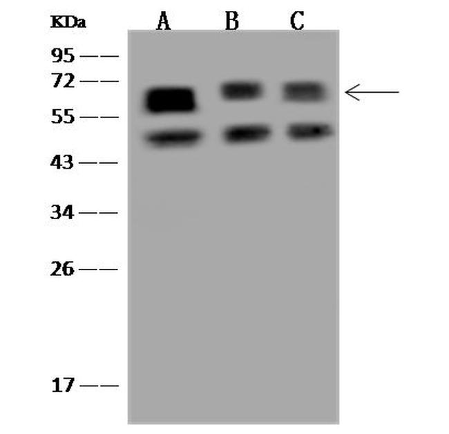 LTA4H Antibody in Western Blot (WB)