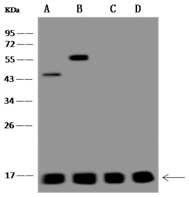 MAGOH Antibody in Western Blot (WB)