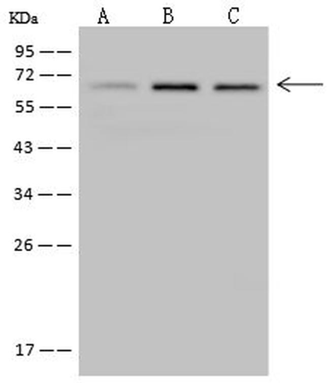 MEF2D Antibody in Western Blot (WB)