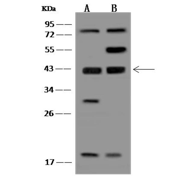 MRI1 Antibody in Western Blot (WB)