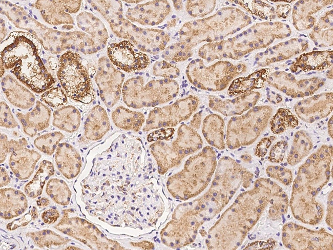 MRPS34 Antibody in Immunohistochemistry (Paraffin) (IHC (P))