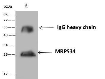 MRPS34 Antibody in Immunoprecipitation (IP)