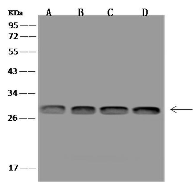 MRPS34 Antibody in Western Blot (WB)