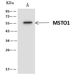 MSTO1 Antibody in Immunoprecipitation (IP)