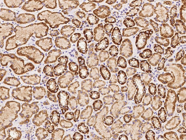 MyD88 Antibody in Immunohistochemistry (Paraffin) (IHC (P))
