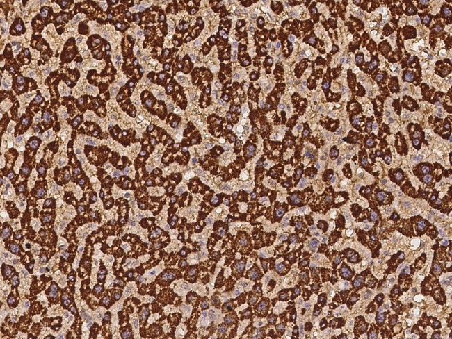 MyD88 Antibody in Immunohistochemistry (Paraffin) (IHC (P))